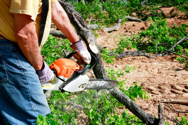 Reliable Carlsbad, CA Tree Services Solutions